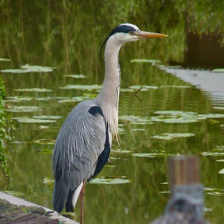 Rustig Gelegen Chalet Kapeki Met Tuin Aan Het Water Geel Kültér fotó